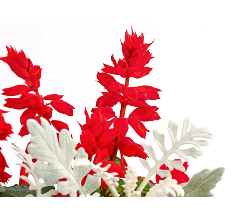 Dehner Sommerblumen > Pflanzen-Duo Feuersalbei und blatt
