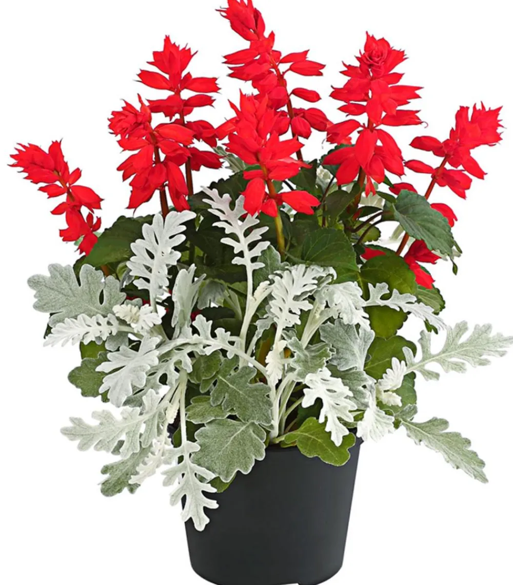 Dehner Sommerblumen > Pflanzen-Duo Feuersalbei und blatt