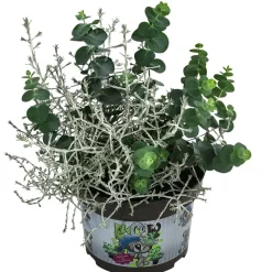 Dehner Eukalyptus - Pflanzen-Duo Herbstfrische
