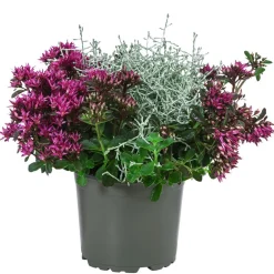Dehner Pflanzen-Duo Herbstgeflüster Clearance