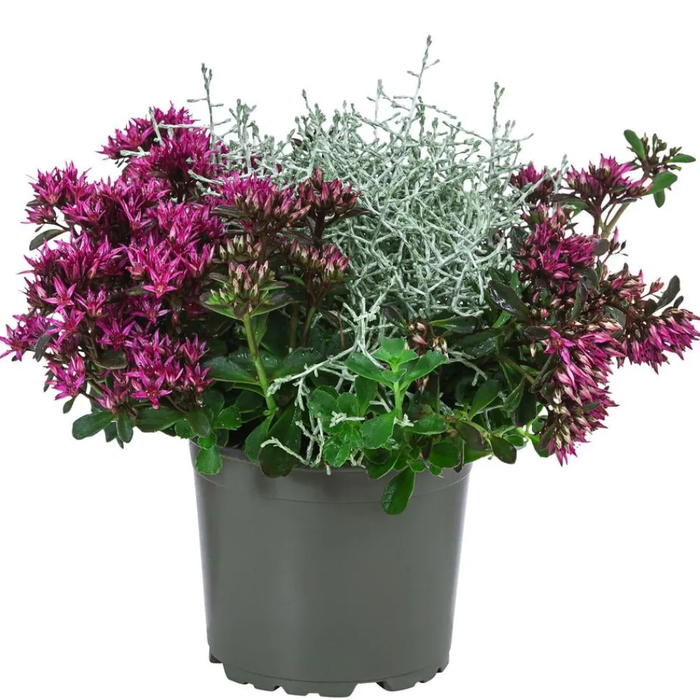 Dehner Pflanzen-Duo Herbstgeflüster Clearance