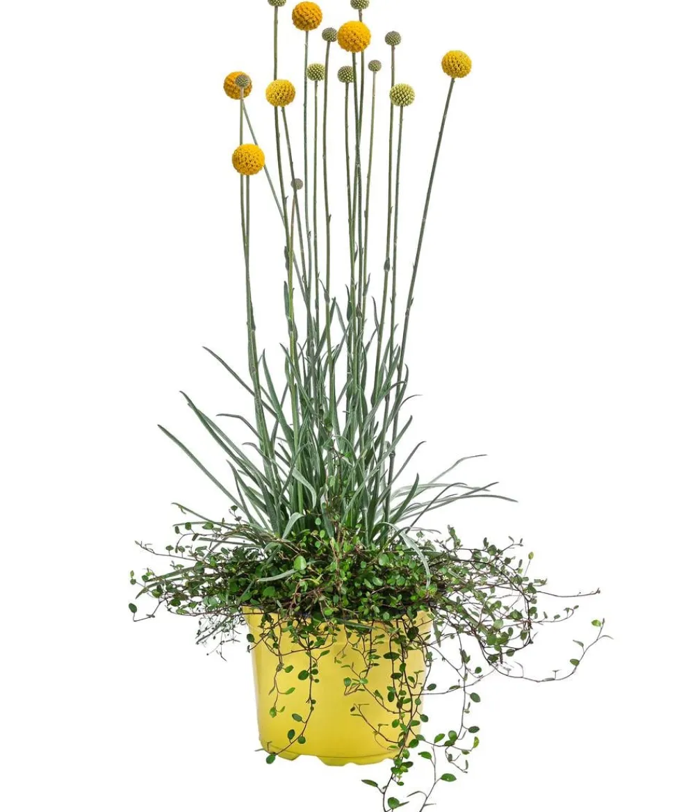 Dehner Sommerblumen > Pflanzen-Duo Trommelschlägel und Mühlenbeckia