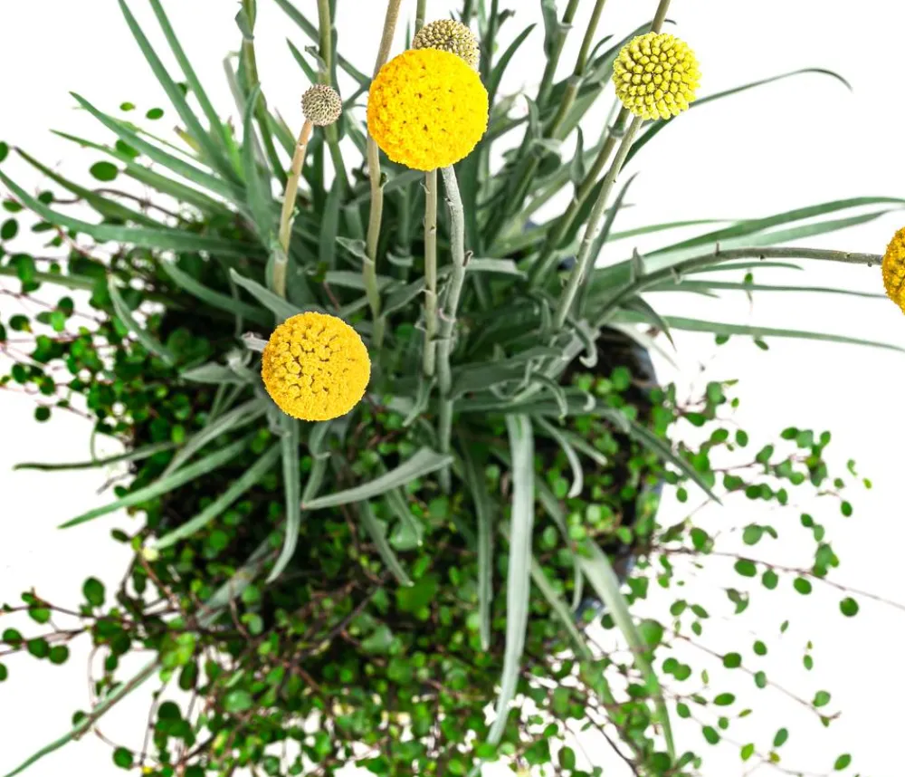 Dehner Sommerblumen > Pflanzen-Duo Trommelschlägel und Mühlenbeckia