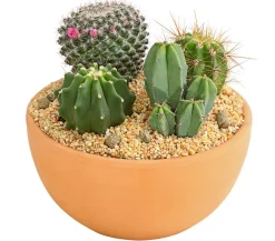 Dehner Kakteen|Zimmerpflanzen Mit Übertopf - Pflanzenmix Kakteen-Quartett - Cactaceae, 4 Pflanzen in Schale Grün