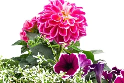 Dehner Pflanzen-Trio Sommerlaune Discount