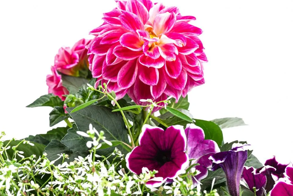 Dehner Pflanzen-Trio Sommerlaune Discount