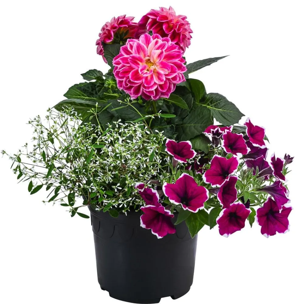 Dehner Pflanzen-Trio Sommerlaune Discount