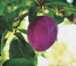 Dehner Obstbäume|Zwetschgen- & Pflaumenbäume - Pflaume 'Königin Viktoria'