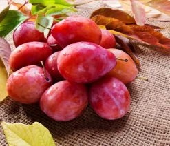 Dehner Obstbäume|Zwetschgen- & Pflaumenbäume - Pflaume 'Königin Viktoria'