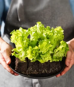 Dehner Kohl- & Salatpflanzen - Pflücksalat 'Lollo Bionda', lausresistent, 12er Schale Grün
