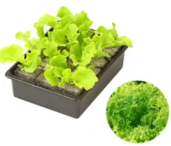 Dehner Kohl- & Salatpflanzen - Pflücksalat 'Lollo Bionda', lausresistent, 12er Schale Grün