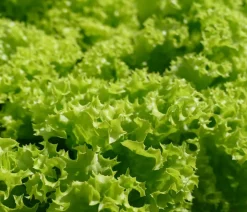 Dehner Kohl- & Salatpflanzen - Pflücksalat 'Lollo Bionda', lausresistent, 12er Schale Grün