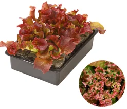 Dehner Kohl- & Salatpflanzen > Pflücksalat 'Lollo Rosso', lausresistent, 12er Schale