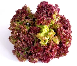 Dehner Kohl- & Salatpflanzen > Pflücksalat 'Lollo Rosso', lausresistent, 12er Schale