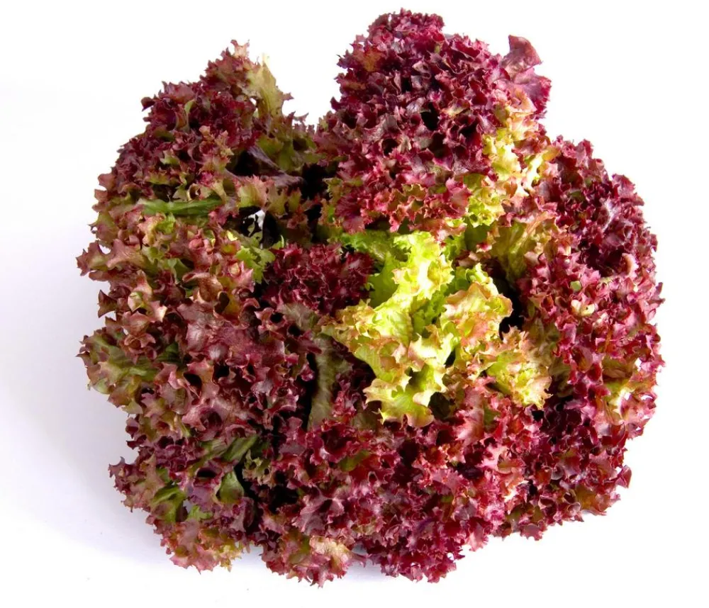 Dehner Kohl- & Salatpflanzen > Pflücksalat 'Lollo Rosso', lausresistent, 12er Schale
