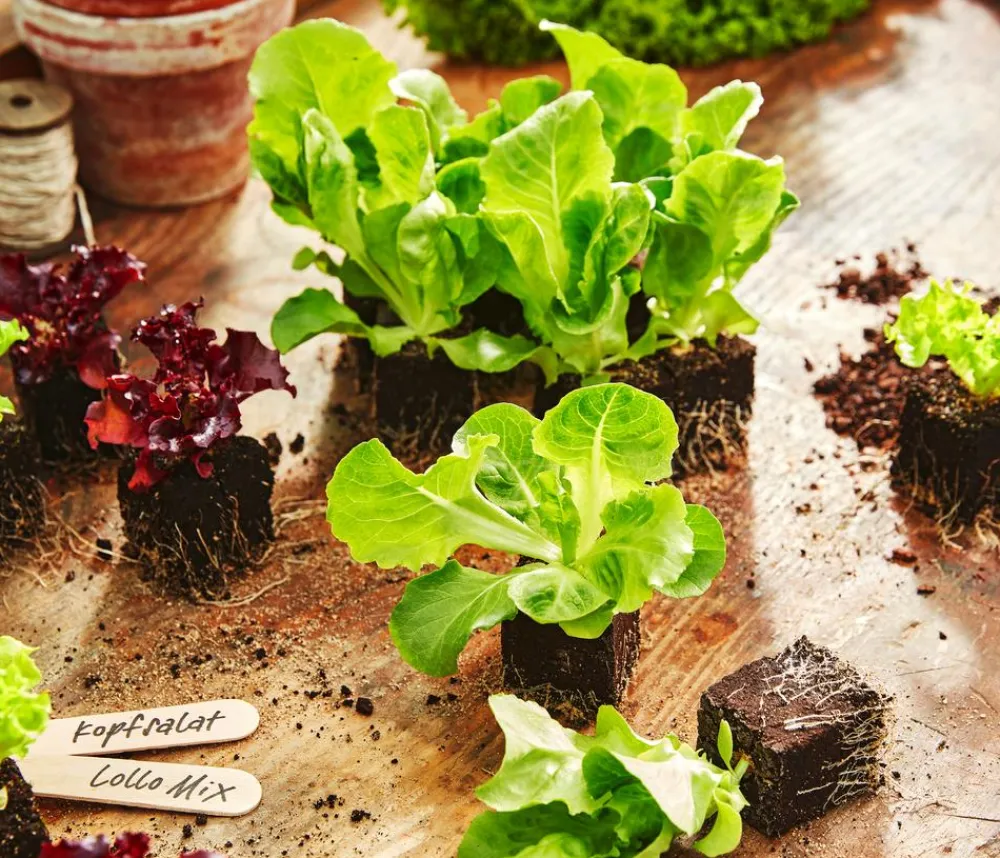 Dehner Kohl- & Salatpflanzen > Pflücksalat 'Lollo Rosso', lausresistent, 12er Schale