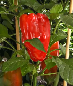 Pick-a-Pep® Paprika, Rot Sale