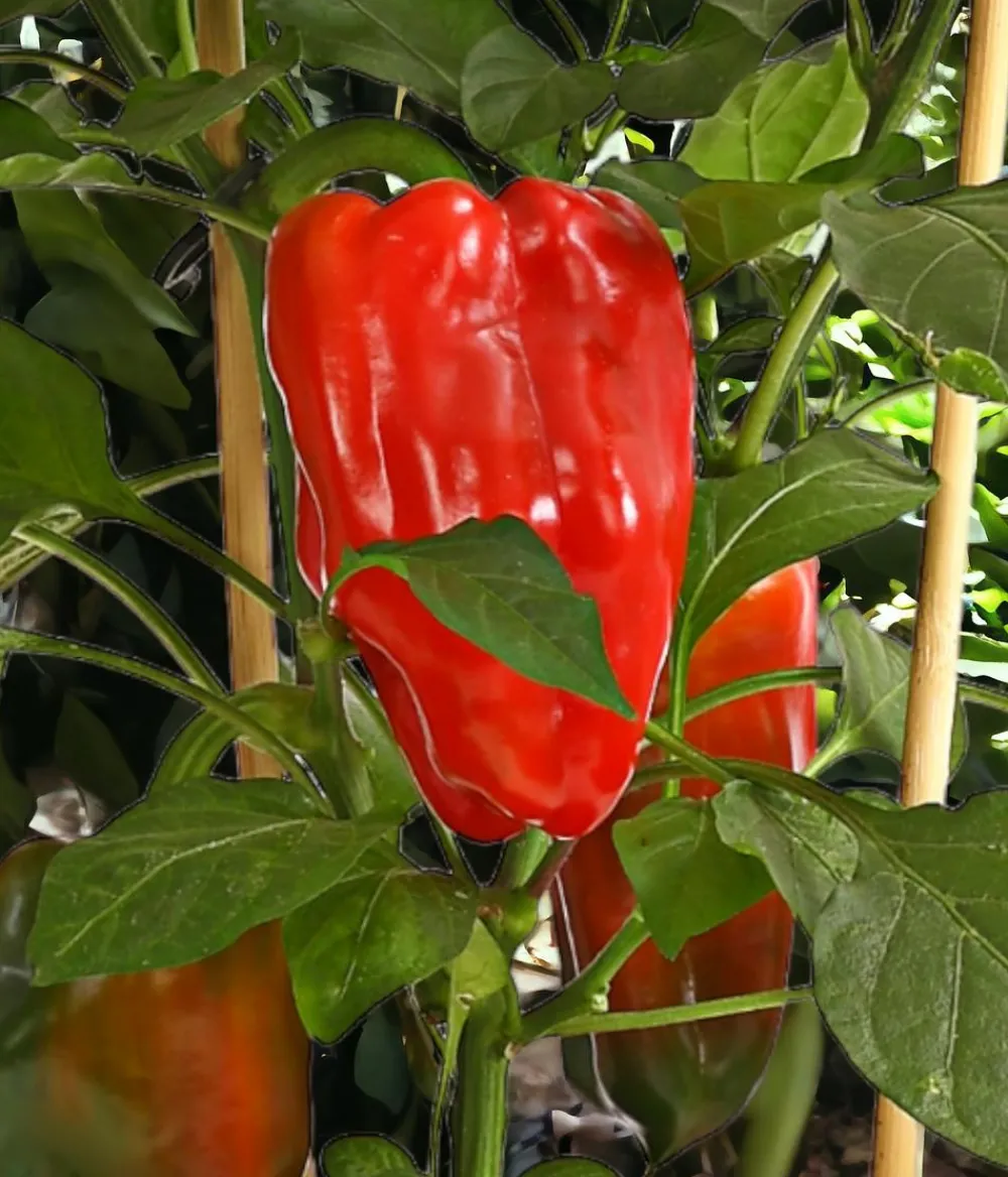 Pick-a-Pep® Paprika, Rot Sale