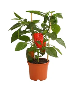 Pick-a-Pep® Paprika, Rot Sale