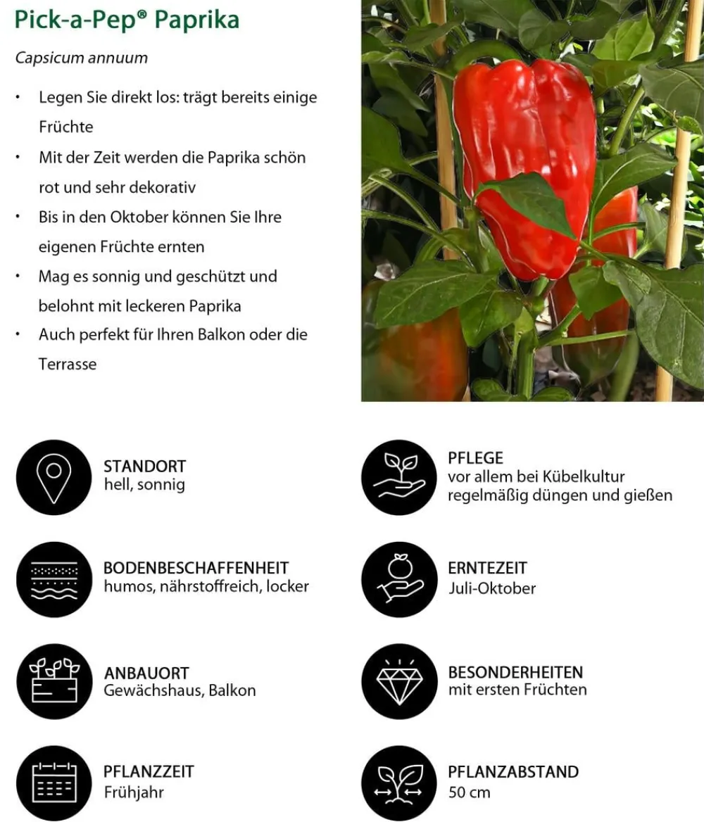 Pick-a-Pep® Paprika, Rot Sale