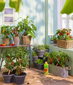 Dehner Pick-a-Pep® Snackpaprika mit Früchten Orange Clearance