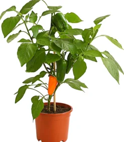 Dehner Pick-a-Pep® Snackpaprika mit Früchten Orange Clearance