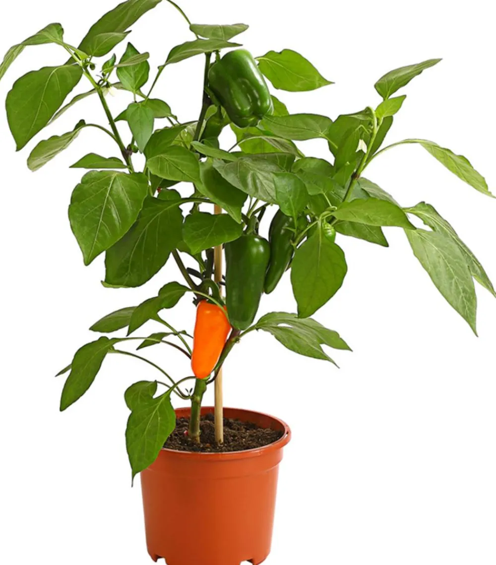 Dehner Pick-a-Pep® Snackpaprika mit Früchten Orange Clearance