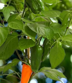 Dehner Pick-a-Pep® Snackpaprika mit Früchten Orange Clearance