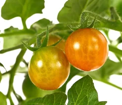 Dehner Pick-a-Tom® Cocktailtomate 'Candy' mit Früchten Rot New