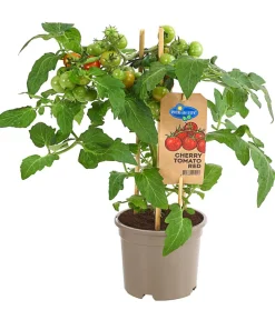 Auberginen- & Tomatenpflanzen > Pick-a-Tom® Cocktailtomate mit Früchten,