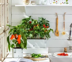Auberginen- & Tomatenpflanzen > Pick-a-Tom® Cocktailtomate mit Früchten,