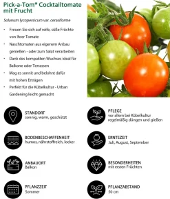 Auberginen- & Tomatenpflanzen > Pick-a-Tom® Cocktailtomate mit Früchten,