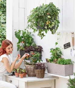 Auberginen- & Tomatenpflanzen > Pick-a-Tom® Cocktailtomate mit Früchten,