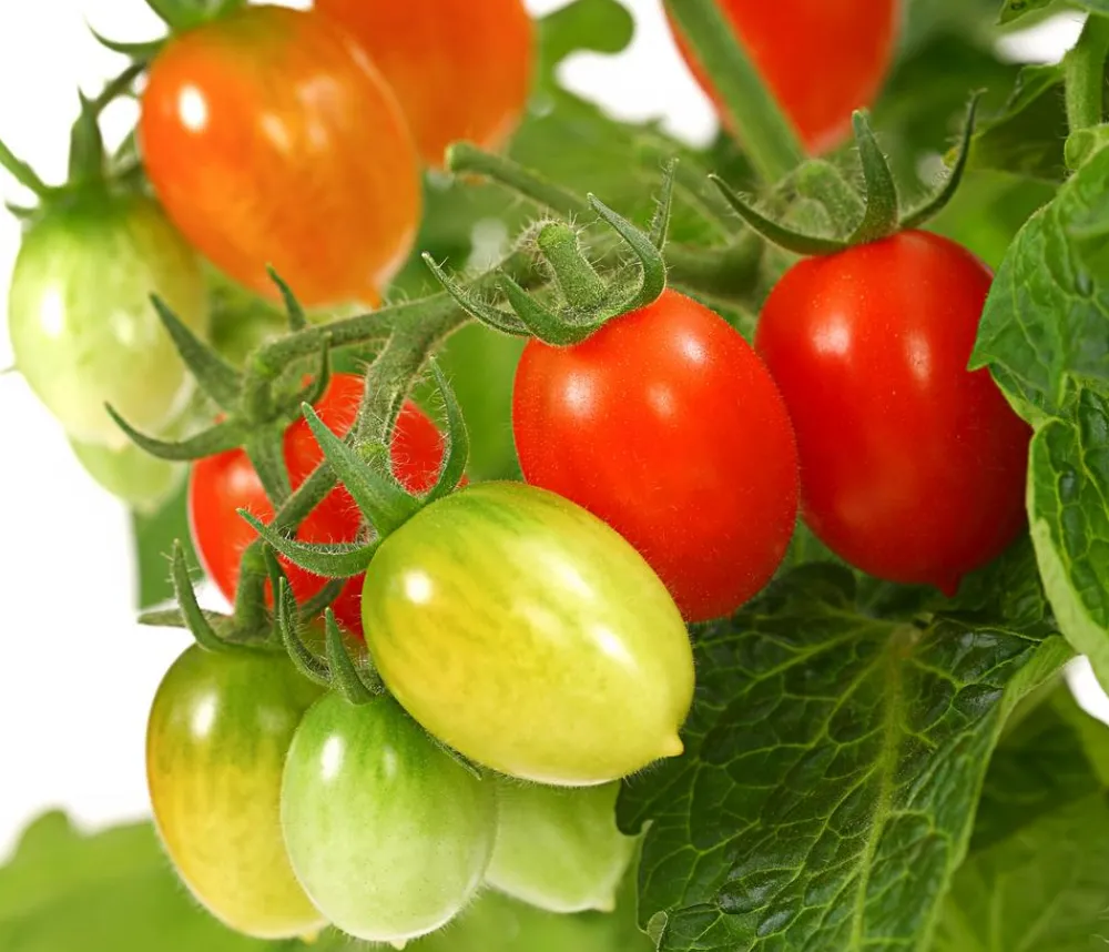 Auberginen- & Tomatenpflanzen > Pick-a-Tom® Pflaumentomate mit Früchten