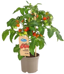 Auberginen- & Tomatenpflanzen > Pick-a-Tom® Pflaumentomate mit Früchten