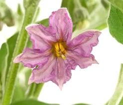 Dehner Auberginen- & Tomatenpflanzen|Gartengemüse > Pick-&-Joy® Aubergine mit Früchten