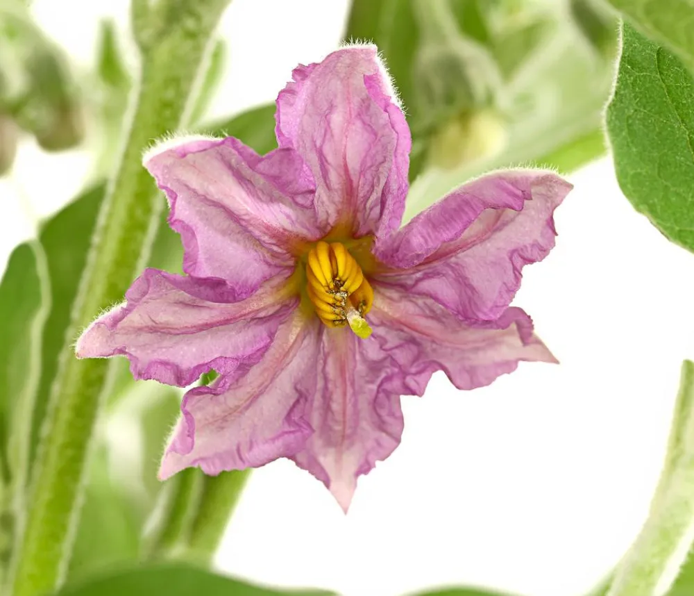 Dehner Auberginen- & Tomatenpflanzen|Gartengemüse > Pick-&-Joy® Aubergine mit Früchten