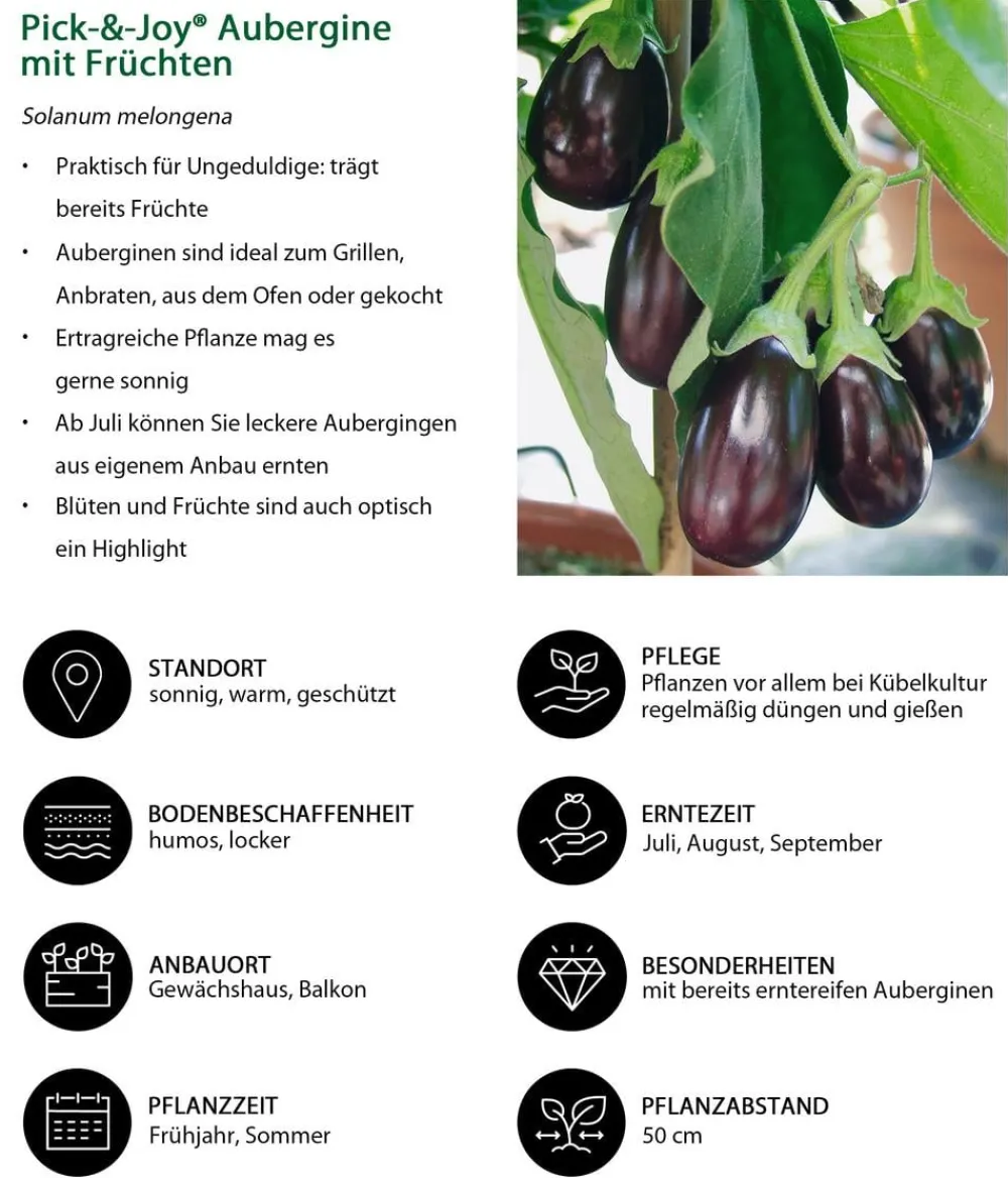 Dehner Auberginen- & Tomatenpflanzen|Gartengemüse > Pick-&-Joy® Aubergine mit Früchten