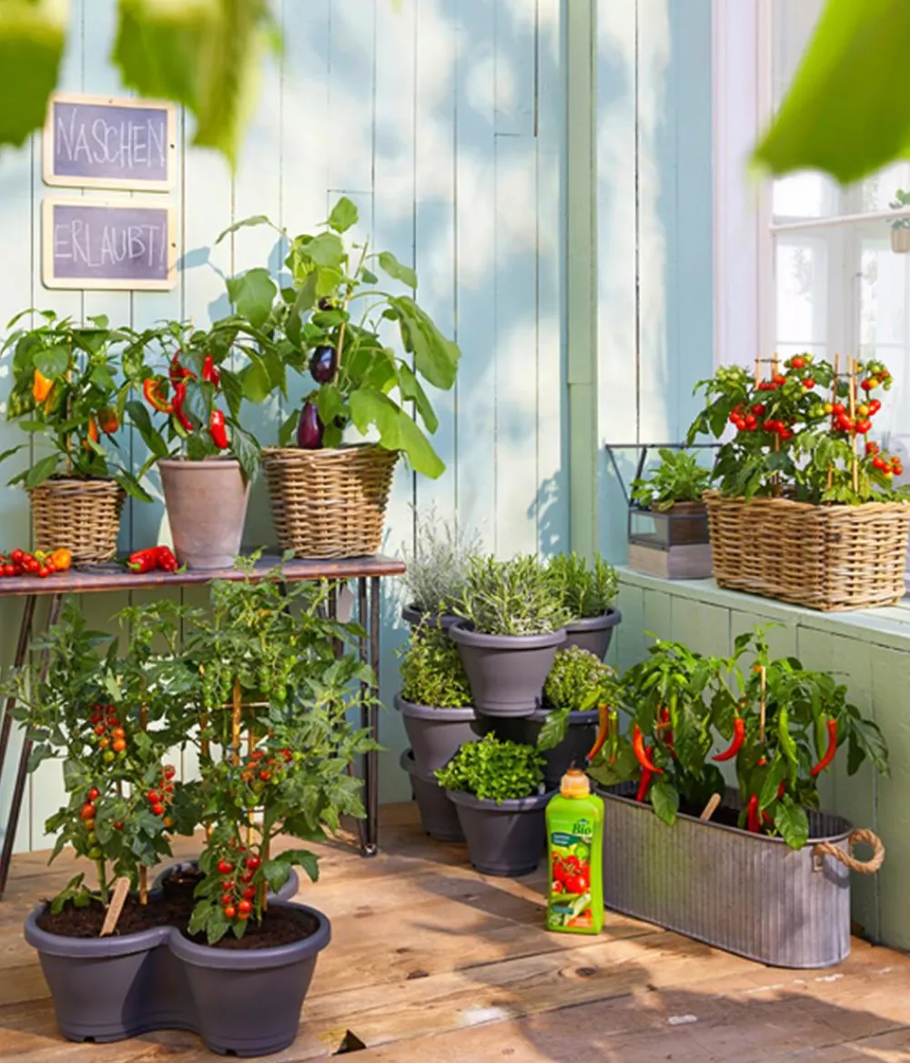 Dehner Auberginen- & Tomatenpflanzen|Gartengemüse > Pick-&-Joy® Aubergine mit Früchten