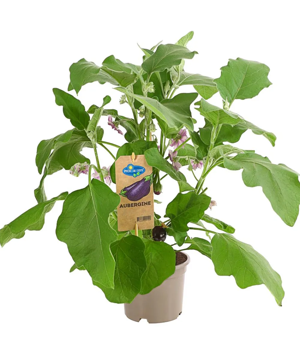 Dehner Auberginen- & Tomatenpflanzen|Gartengemüse > Pick-&-Joy® Aubergine mit Früchten