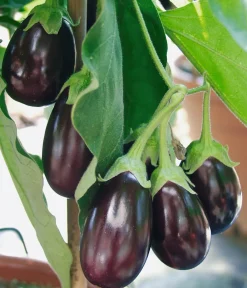 Dehner Auberginen- & Tomatenpflanzen|Gartengemüse > Pick-&-Joy® Aubergine mit Früchten