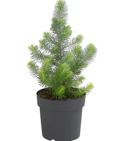 Dehner Pinie 'Silver Crest' Grün Hot