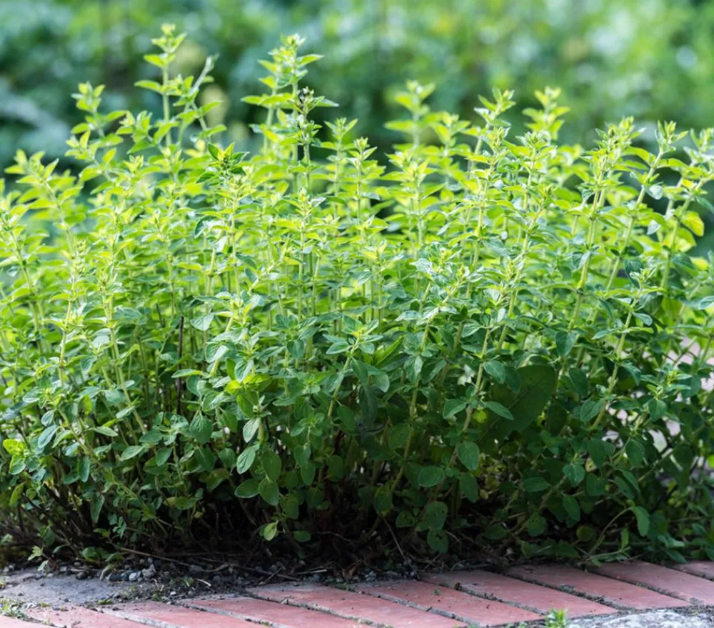 Dehner Garten- & Heilkräuter|Küchenkräuter - Pizza-Oregano Hellgrün