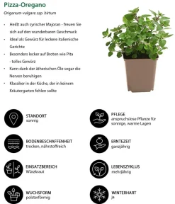 Dehner Garten- & Heilkräuter|Küchenkräuter - Pizza-Oregano Hellgrün
