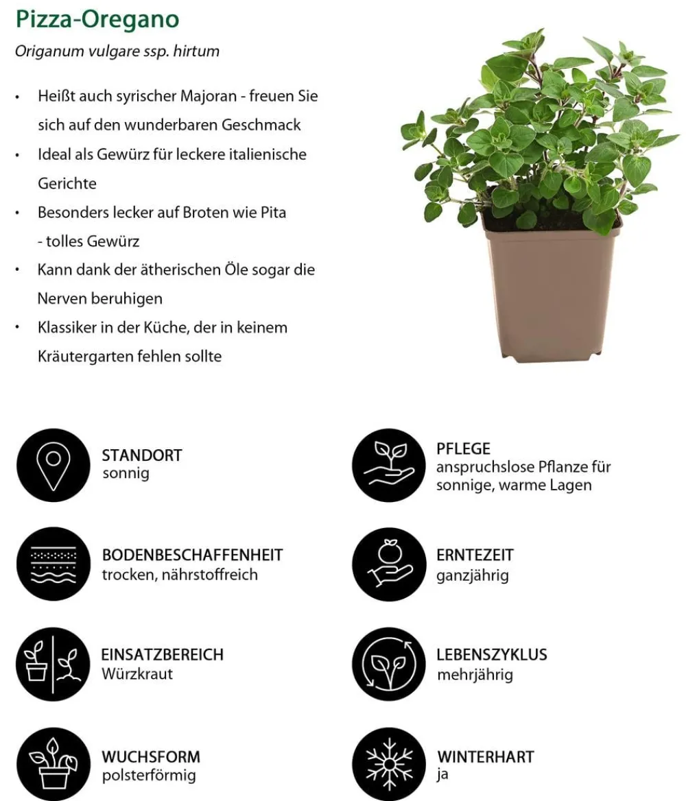 Dehner Garten- & Heilkräuter|Küchenkräuter - Pizza-Oregano Hellgrün