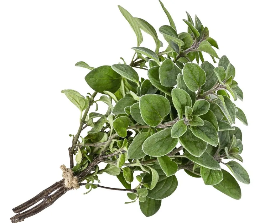 Dehner Garten- & Heilkräuter|Küchenkräuter - Pizza-Oregano Hellgrün