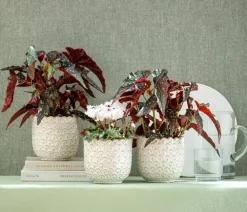 Dehner Grünpflanzen|Solitärpflanzen - Polka-Dot Begonie - Begonia maculata