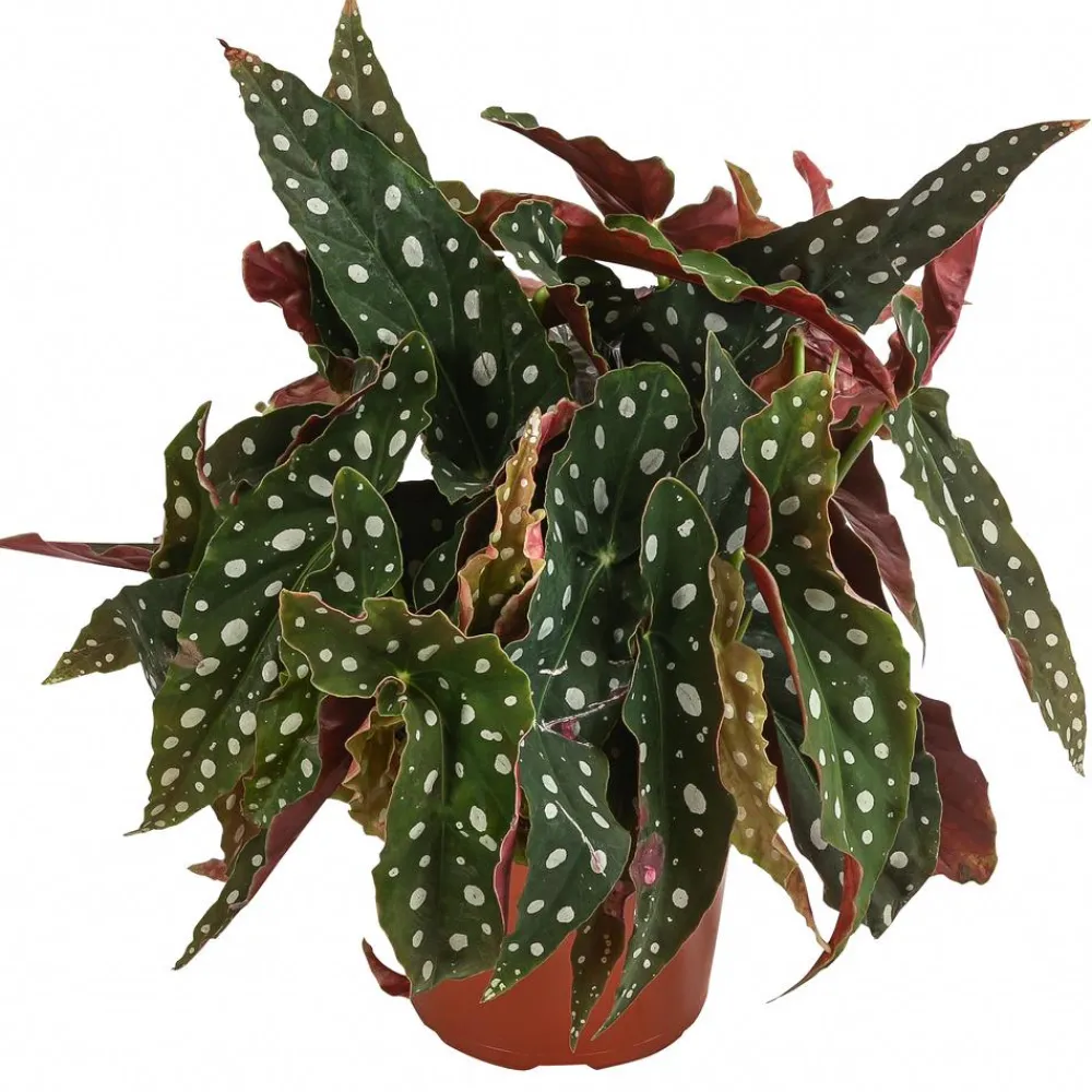 Dehner Grünpflanzen|Solitärpflanzen - Polka-Dot Begonie - Begonia maculata