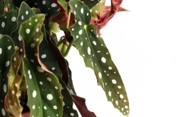 Dehner Grünpflanzen|Solitärpflanzen - Polka-Dot Begonie - Begonia maculata