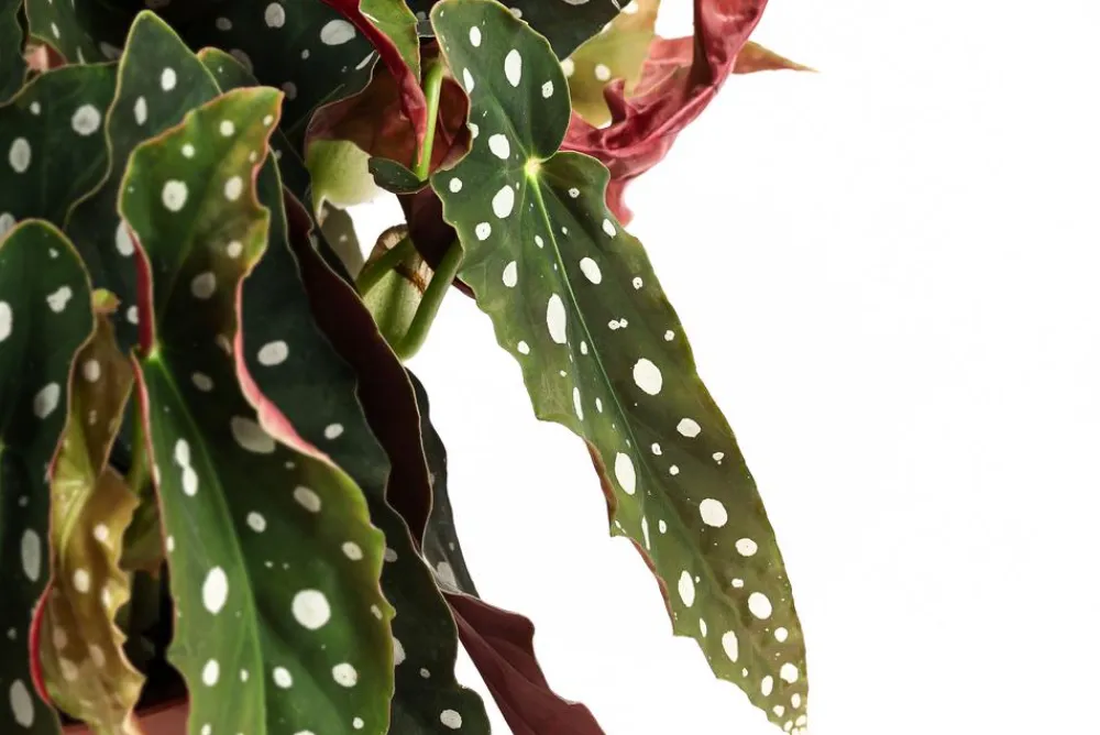 Dehner Grünpflanzen|Solitärpflanzen - Polka-Dot Begonie - Begonia maculata